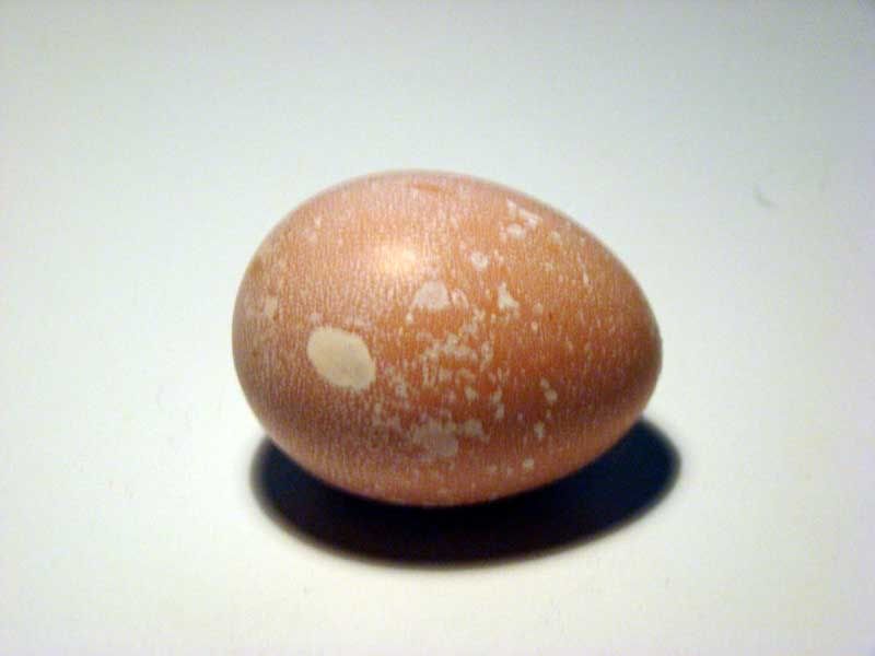 Calcium deposits on egg? Chickens, Eggs and Hatching Omlet Club